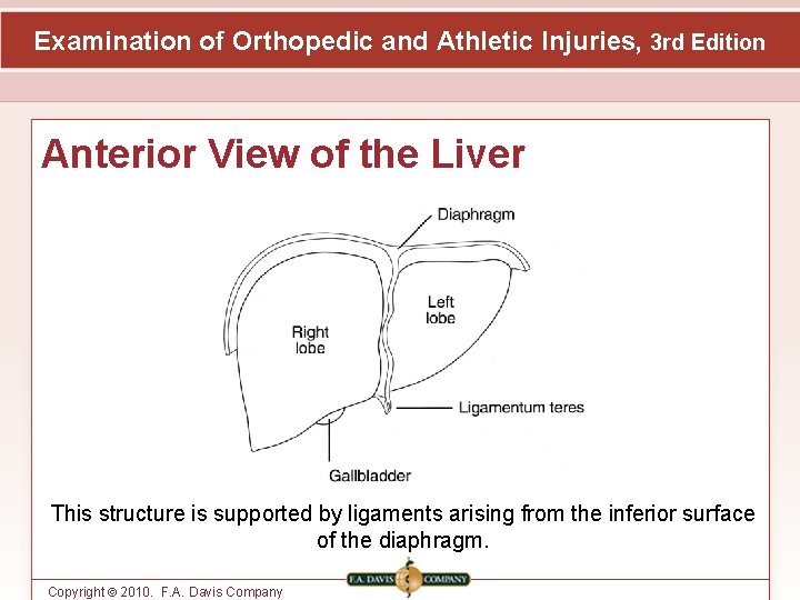 Examination of Orthopedic and Athletic Injuries, 3 rd Edition Anterior View of the Liver