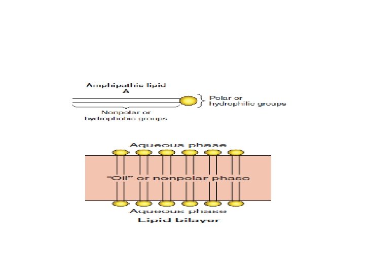 Cats, Dogs and can steroids cause hair loss One Surprisingly Effective Way To can steroids cause hair loss