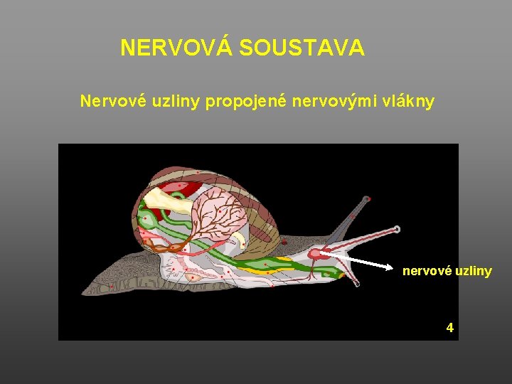 NERVOVÁ SOUSTAVA Nervové uzliny propojené nervovými vlákny nervové uzliny 4 