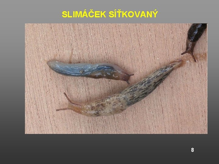 SLIMÁČEK SÍŤKOVANÝ 8 