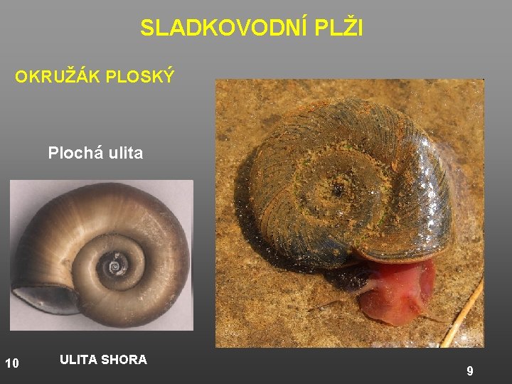 SLADKOVODNÍ PLŽI OKRUŽÁK PLOSKÝ Plochá ulita 10 ULITA SHORA 9 