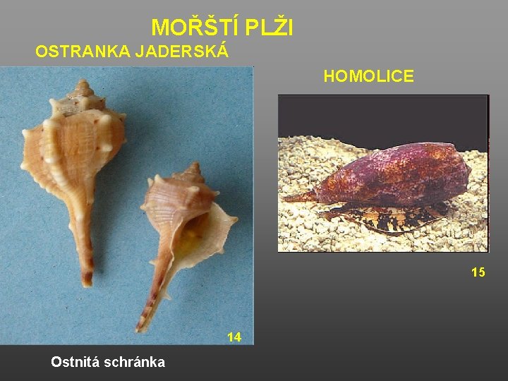 MOŘŠTÍ PLŽI OSTRANKA JADERSKÁ HOMOLICE 15 14 Ostnitá schránka 