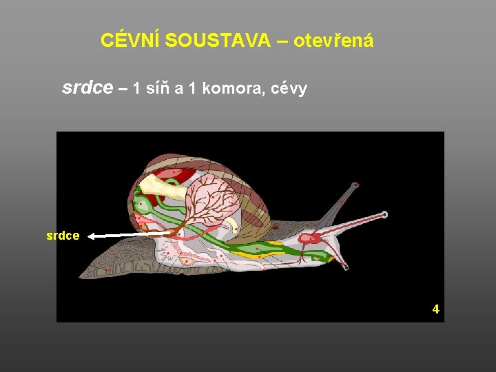 CÉVNÍ SOUSTAVA – otevřená srdce – 1 síň a 1 komora, cévy srdce 4