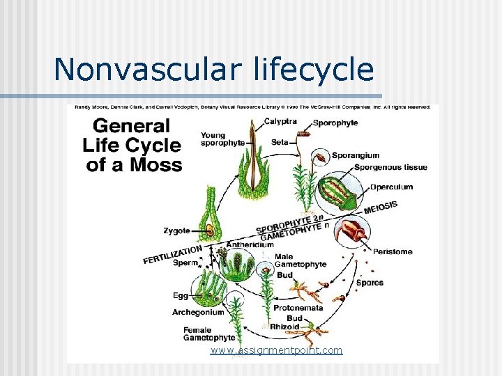 Nonvascular lifecycle www. assignmentpoint. com 