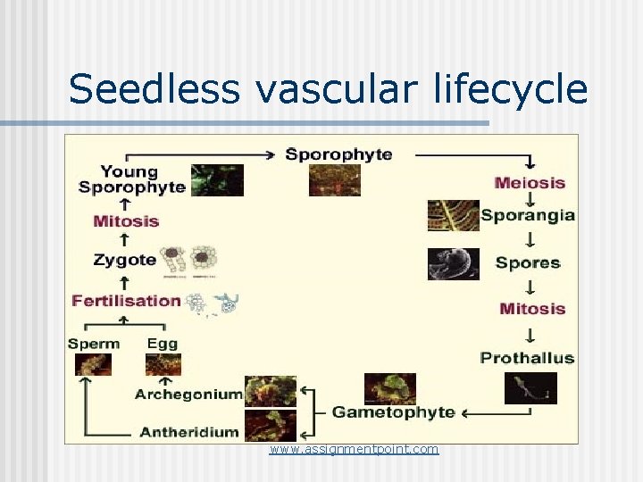 Seedless vascular lifecycle www. assignmentpoint. com 
