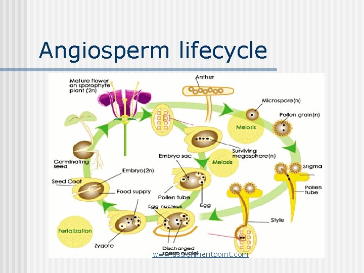 Angiosperm lifecycle www. assignmentpoint. com 