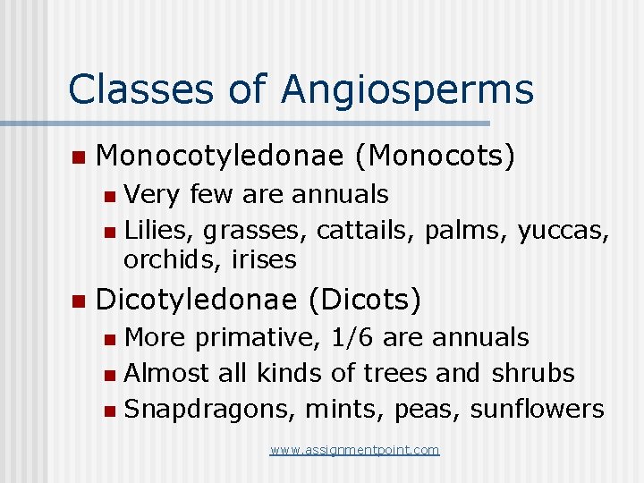 Classes of Angiosperms n Monocotyledonae (Monocots) Very few are annuals n Lilies, grasses, cattails,