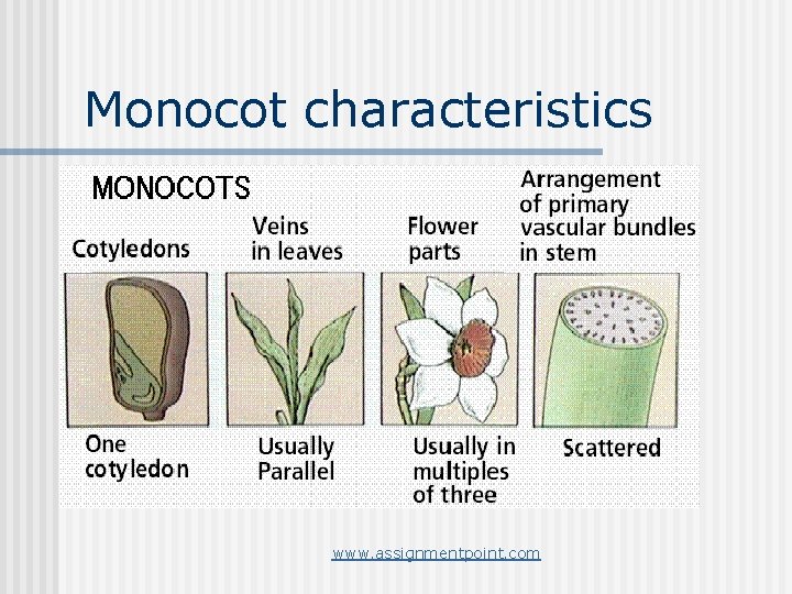 Monocot characteristics www. assignmentpoint. com 
