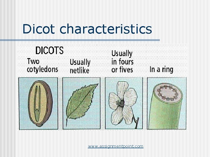 Dicot characteristics www. assignmentpoint. com 