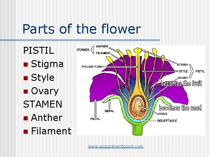 Parts of the flower PISTIL n Stigma n Style n Ovary STAMEN n Anther