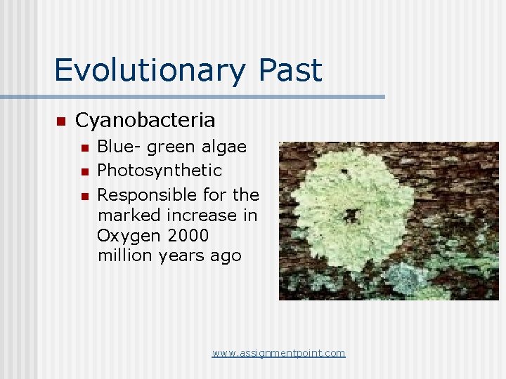 Evolutionary Past n Cyanobacteria n n n Blue- green algae Photosynthetic Responsible for the