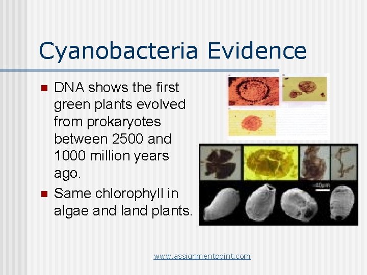 Cyanobacteria Evidence n n DNA shows the first green plants evolved from prokaryotes between