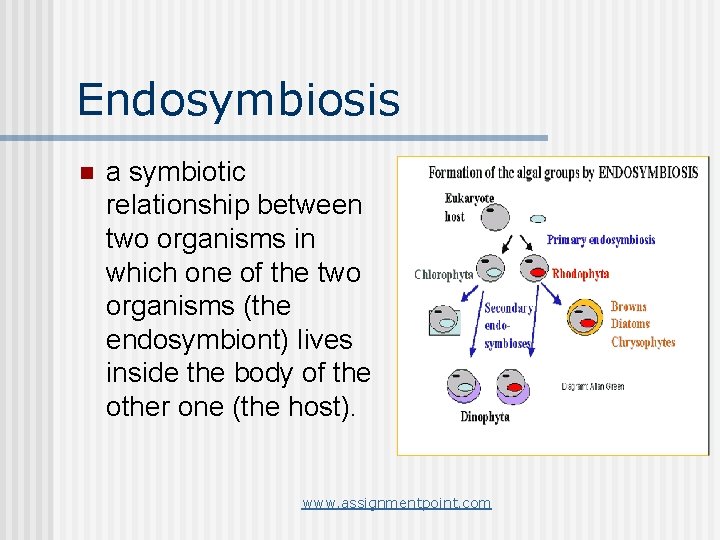 Endosymbiosis n a symbiotic relationship between two organisms in which one of the two