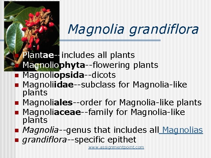 Magnolia grandiflora n n n n Plantae--includes all plants Magnoliophyta--flowering plants Magnoliopsida--dicots Magnoliidae--subclass for