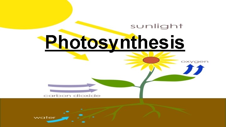 Photosynthesis 