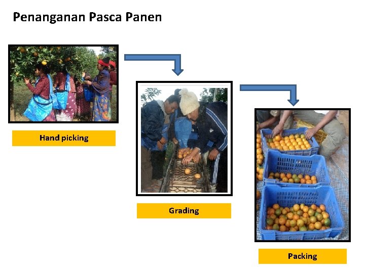 Penanganan Pasca Panen Hand picking Grading Packing 