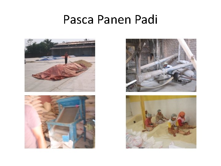 Pasca Panen Padi 