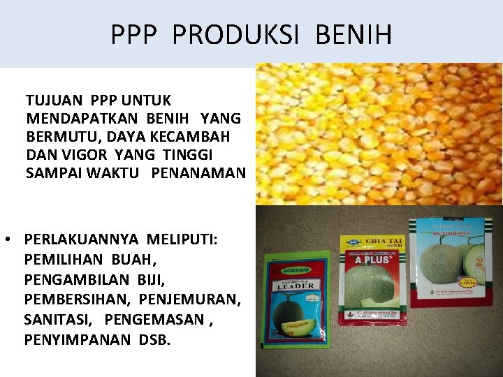 PPP PRODUKSI BENIH TUJUAN PPP UNTUK MENDAPATKAN BENIH YANG BERMUTU, DAYA KECAMBAH DAN VIGOR