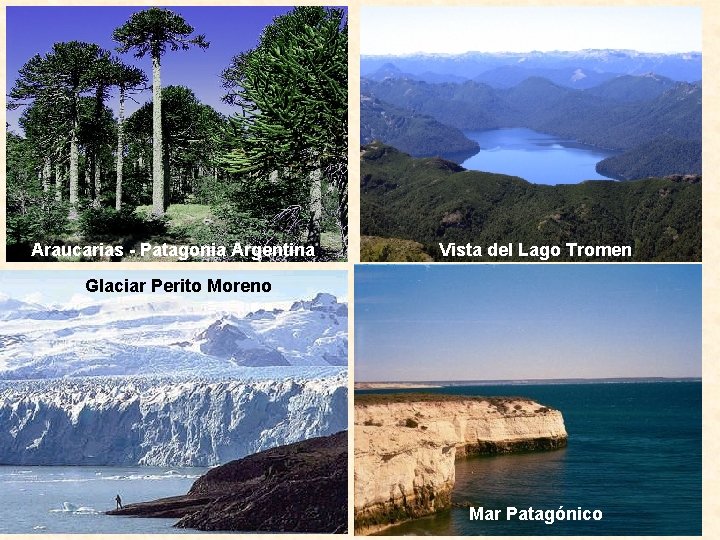 Araucarias - Patagonia Argentina Vista del Lago Tromen Glaciar Perito Moreno Mar Patagónico 