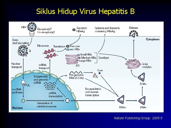 Siklus Hidup Virus Hepatitis B Nature Publishing Group. 2005: 5 
