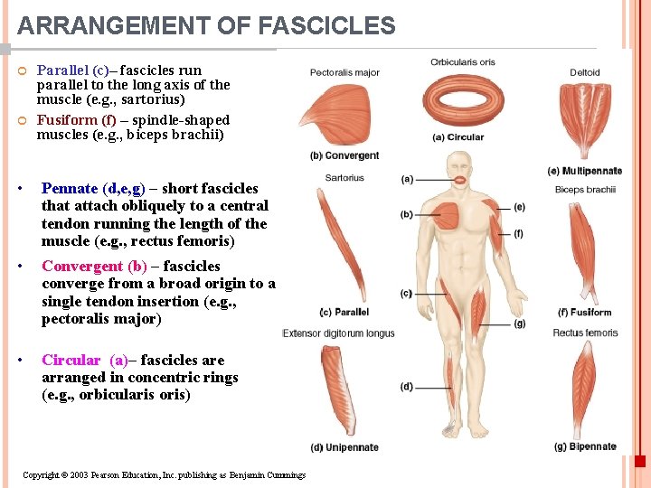 The muscular system Dr Nabil A Khouri Anatomy