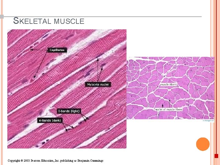 The muscular system Dr Nabil A Khouri Anatomy