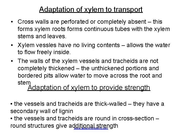 Adaptation of xylem to transport • Cross walls are perforated or completely absent –