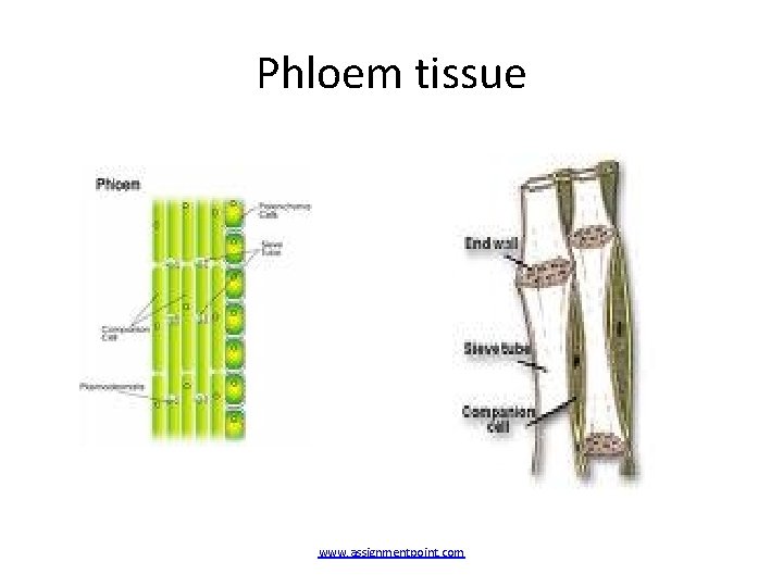 Phloem tissue www. assignmentpoint. com 