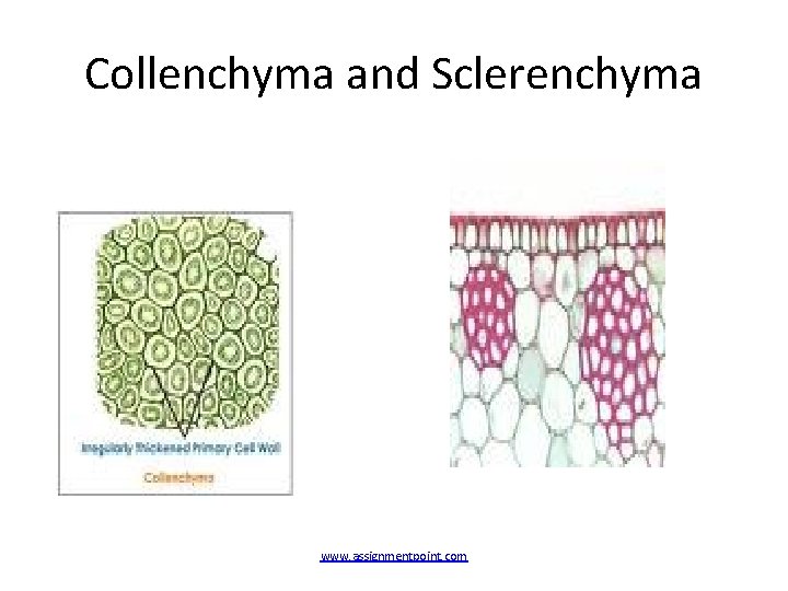 Collenchyma and Sclerenchyma www. assignmentpoint. com 