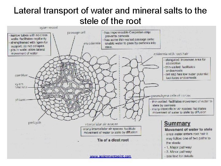 Lateral transport of water and mineral salts to the stele of the root www.