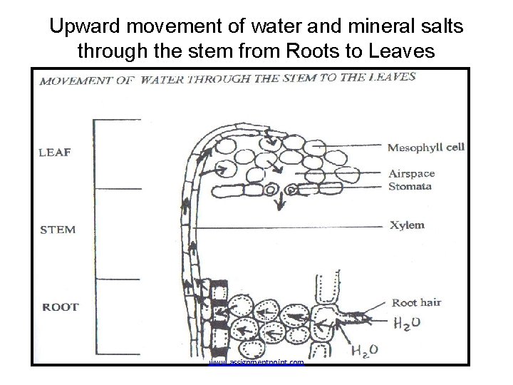 Upward movement of water and mineral salts through the stem from Roots to Leaves