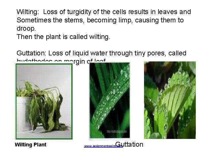 Wilting: Loss of turgidity of the cells results in leaves and Sometimes the stems,