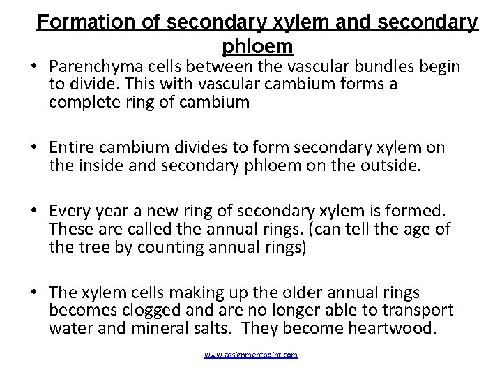 Formation of secondary xylem and secondary phloem • Parenchyma cells between the vascular bundles