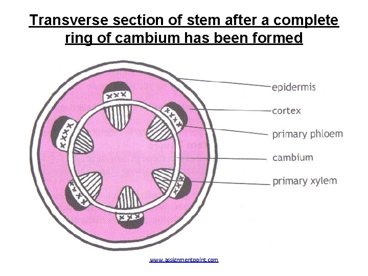 Transverse section of stem after a complete ring of cambium has been formed www.