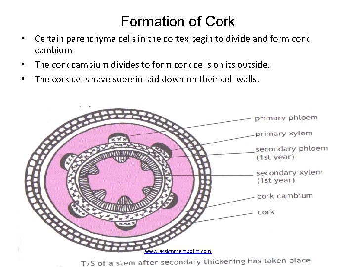 Formation of Cork • Certain parenchyma cells in the cortex begin to divide and