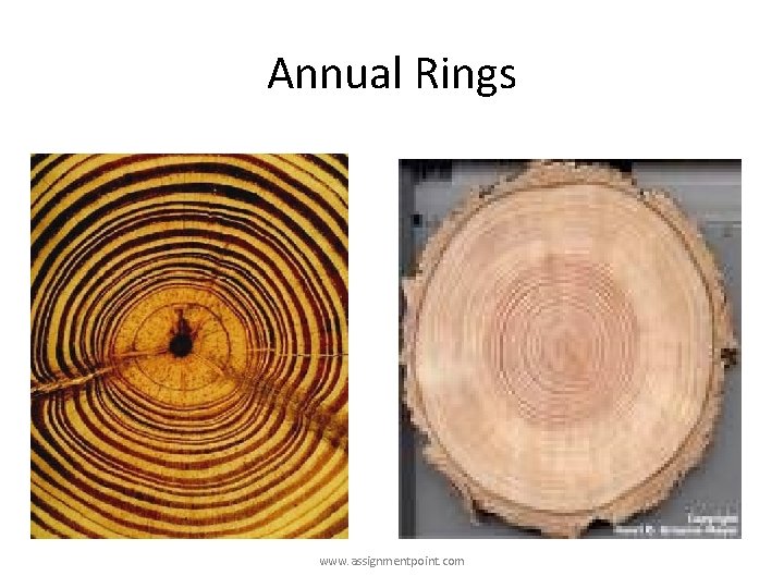 Annual Rings www. assignmentpoint. com 