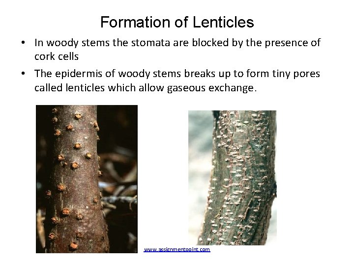 Formation of Lenticles • In woody stems the stomata are blocked by the presence