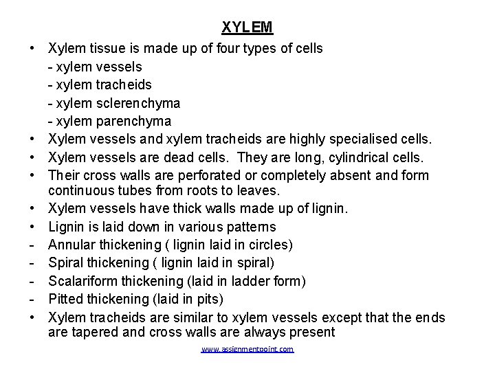 XYLEM • Xylem tissue is made up of four types of cells - xylem