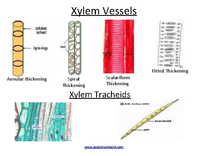 Xylem Vessels Pitted Thickening Annular thickening Spiral Thickening Scalariform Thickening Xylem Tracheids www. assignmentpoint.