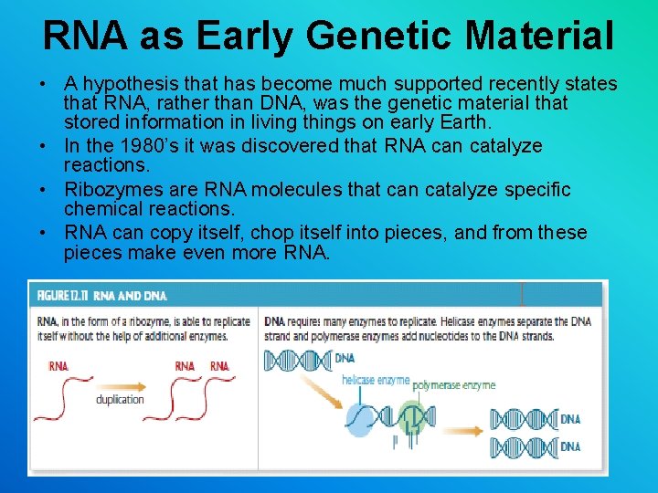 RNA as Early Genetic Material • A hypothesis that has become much supported recently RNA as Early Genetic Material • A hypothesis that has become much supported recently