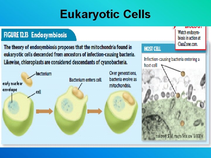 Eukaryotic Cells Eukaryotic Cells