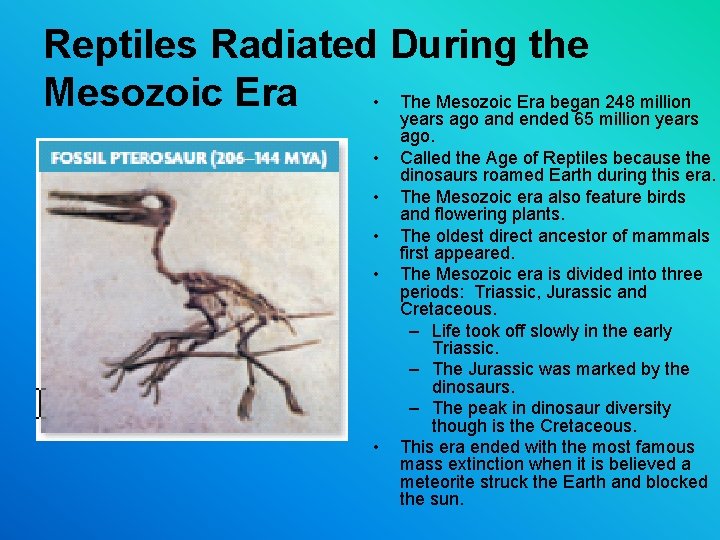 Reptiles Radiated During the Mesozoic Era • The Mesozoic Era began 248 million years Reptiles Radiated During the Mesozoic Era • The Mesozoic Era began 248 million years
