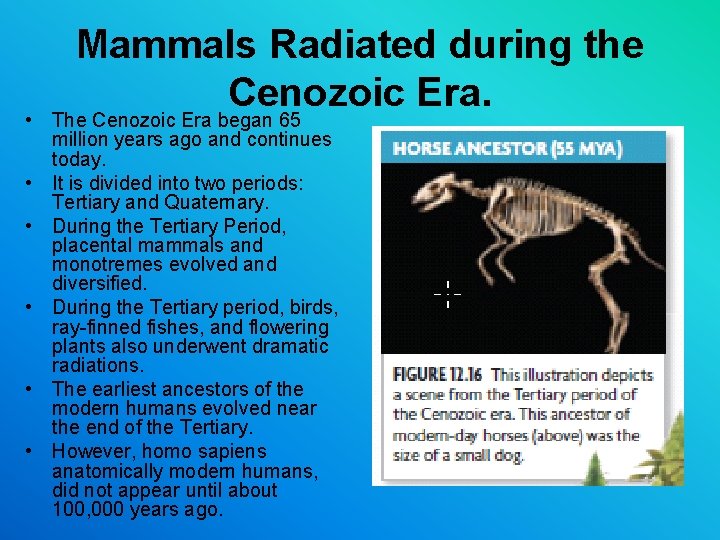 Mammals Radiated during the Cenozoic Era. • The Cenozoic Era began 65 million years Mammals Radiated during the Cenozoic Era. • The Cenozoic Era began 65 million years