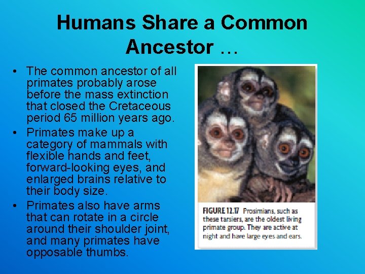 Humans Share a Common Ancestor … • The common ancestor of all primates probably Humans Share a Common Ancestor … • The common ancestor of all primates probably