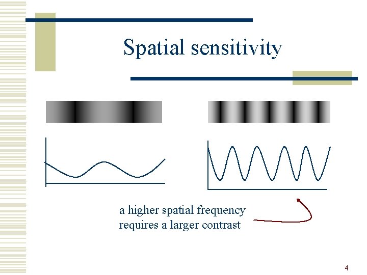Spatial sensitivity a higher spatial frequency requires a larger contrast 4 