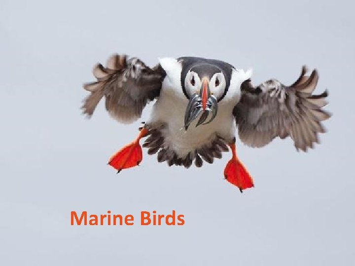 Marine Birds 