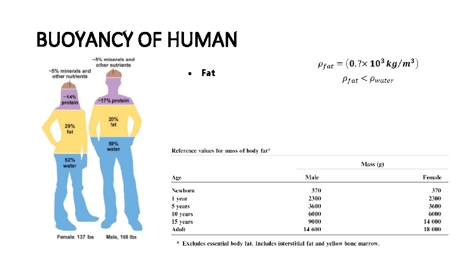 BUOYANCY OF HUMAN Water Fat Muscle Bone and teeth Air 