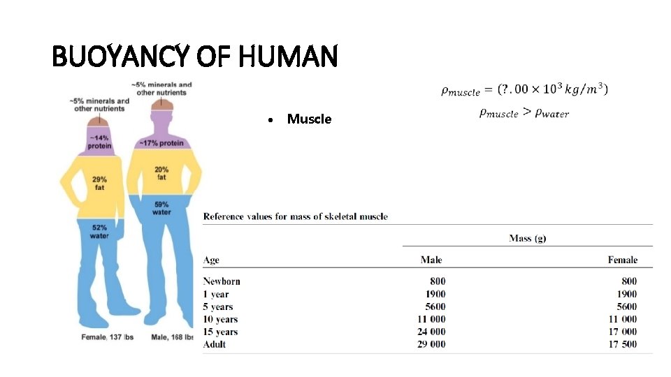 BUOYANCY OF HUMAN Water Fat Muscle Bone and teeth Air 