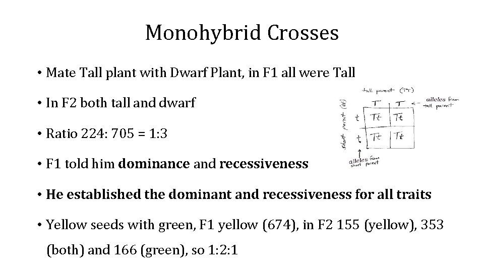 Monohybrid Crosses • Mate Tall plant with Dwarf Plant, in F 1 all were