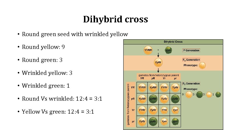 Dihybrid cross • Round green seed with wrinkled yellow • Round yellow: 9 •